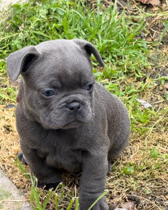 Exotic bulldog francese - linea new shade isabel