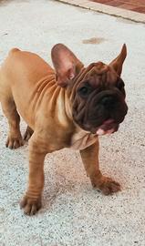 Bulldog francese