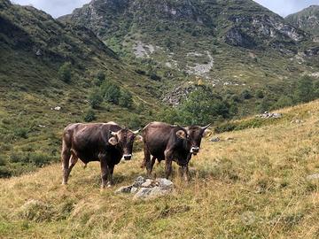 Mucca / Vacca bovino Bruna alpina originale