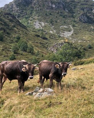 Mucca / Vacca bovino Bruna alpina originale