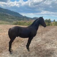 Cavallo
