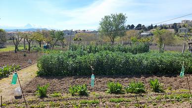 Terreno edificabile ed agricolo