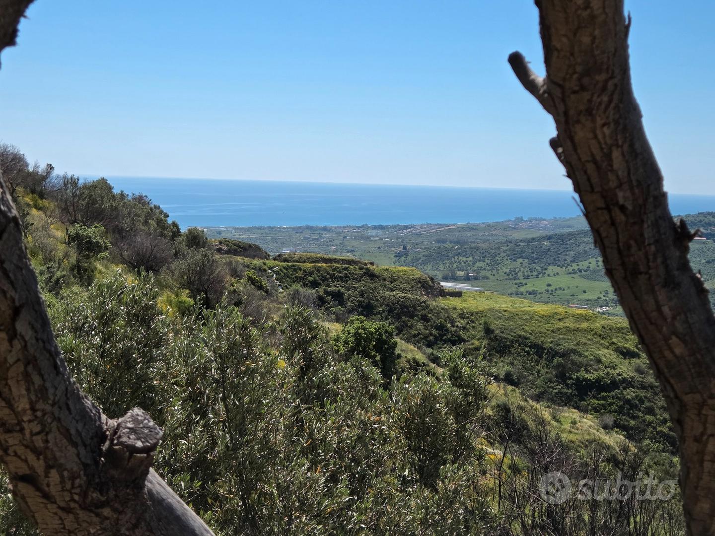 Terreno rustico - Uliveto - Vista 5