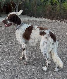 Setter inglese