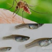 Gambusie pesci mangia zanzare