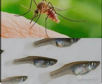 Gambusie pesci mangia zanzare