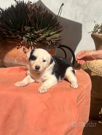 Cuccioli border collie