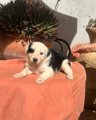 Cuccioli border collie
