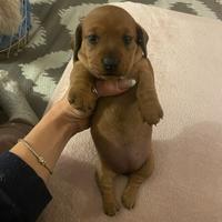 Bassotto kaninchen pelo raso