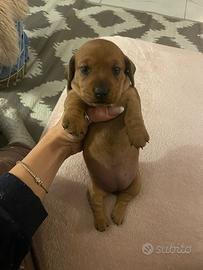 Bassotto kaninchen pelo raso