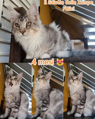 Maine coon blu silver tabby/w