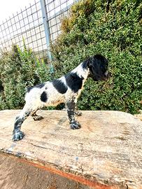 Cuccioli di breton