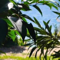 Collaborazione domestica