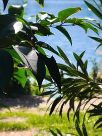 Collaborazione domestica