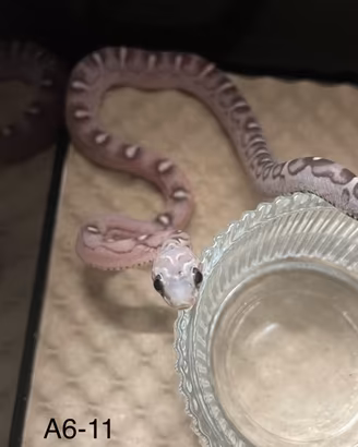Serpenti del grano baby scaleless - senza squame