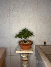 Bonsai shoin olmo