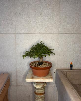 Bonsai shoin olmo