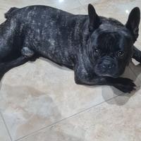 Bulldog francese