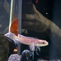 Channa pulkra ( Gold)