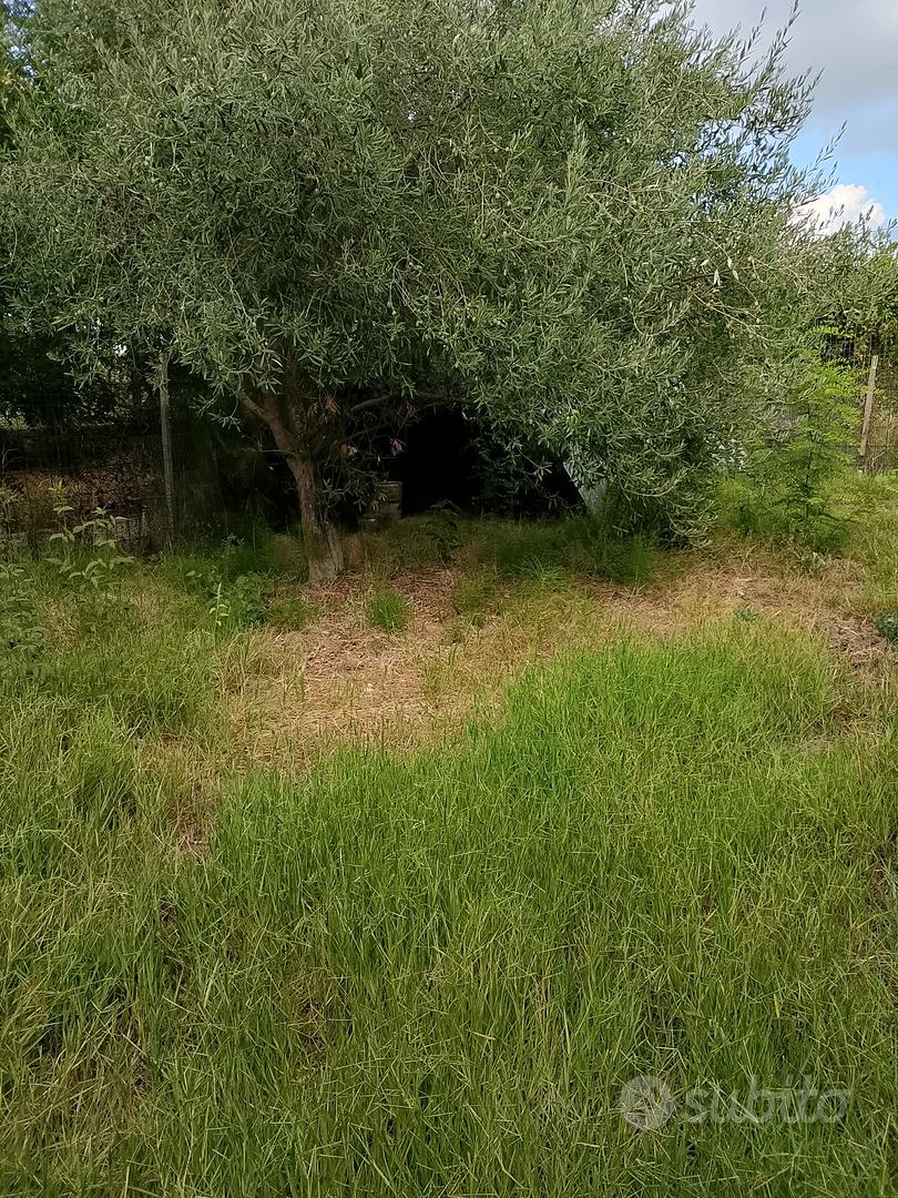 terreno agricolo - Vista 2