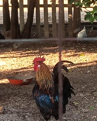 Gallo marans ramato