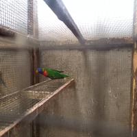 Lory Mollucano arcobaleno