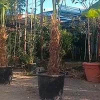 Chamaerops Excelsa " Trachycarpus Fortunei 
