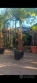 Chamaerops Excelsa " Trachycarpus Fortunei 