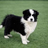 Cuccioli di Border Collie