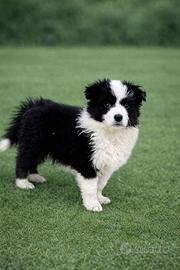 Cuccioli di Birders Collie