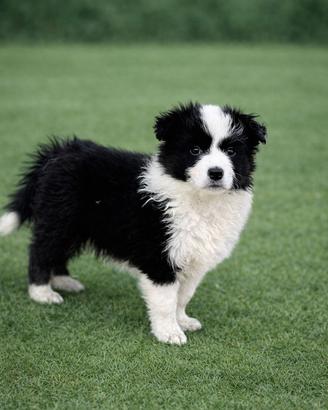 Cuccioli di Border Collie