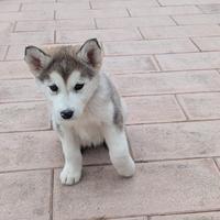 Husky