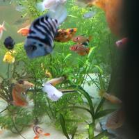 Cicli tipo parrot 3 esemplari