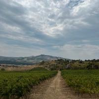 Diritti di reimpianto vite da mosto