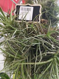 pianta perenne tillandsia.