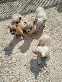 Cuccioli pincher nano