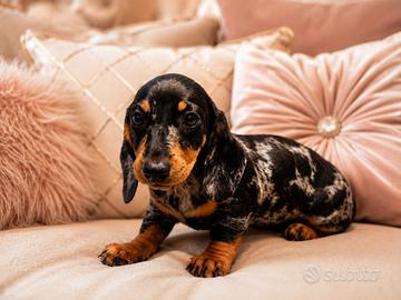 Cucciola bassotto merle silver
