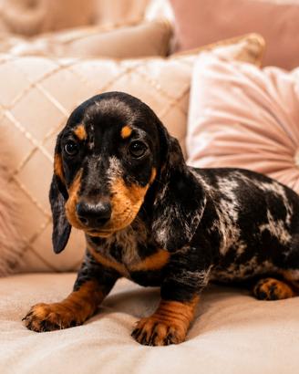 Cucciola bassotto merle silver