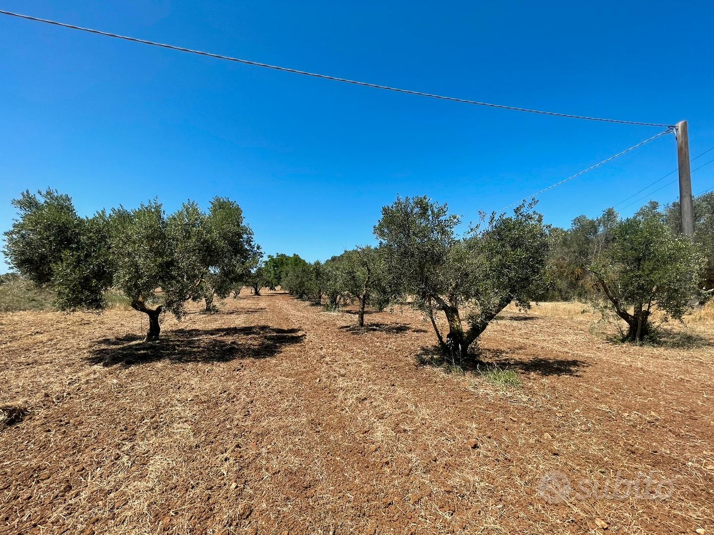2 terreni agricoli uliveti - Vista 4