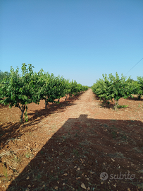 Ciliegeto e uliveto