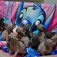 Adorabili cuccioli di sphynx con pedigree