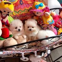 Cuccioli di spitz pomerania femmine