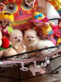Cuccioli di spitz pomerania femmine
