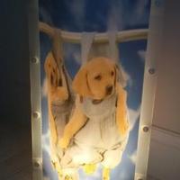 Lampada a tema cuccioli di cane