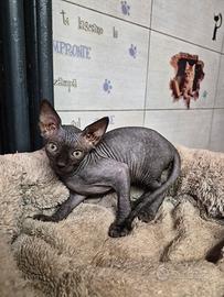 sphynx cuccioli