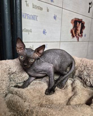 sphynx cuccioli