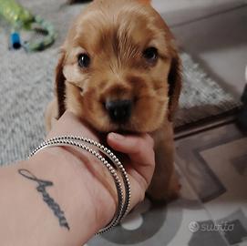 Cocker Spaniel Inglese