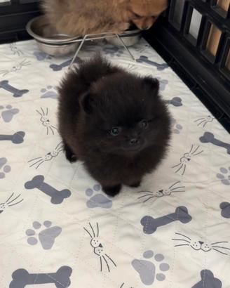 Volpino pomerania TOY 500 GRAMMI nero