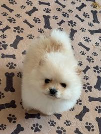 Pomerania