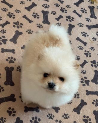 Pomerania